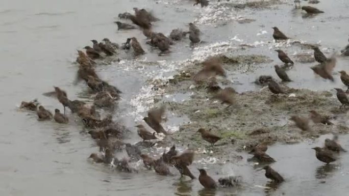 一大群正在洗澡的八哥鸟