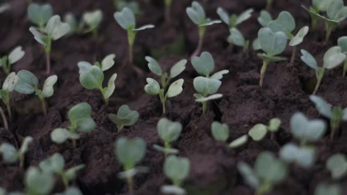 豆瓣菜幼苗生长