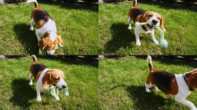 狗比格犬在绿色公园的草地上玩耍，喜欢玩具。狗在户外训练。概念服从，友谊。男人最好的朋友