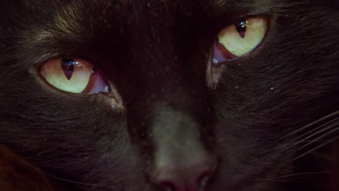 一只黑猫的眼睛特写了。他睁开眼睛，仔细地看着