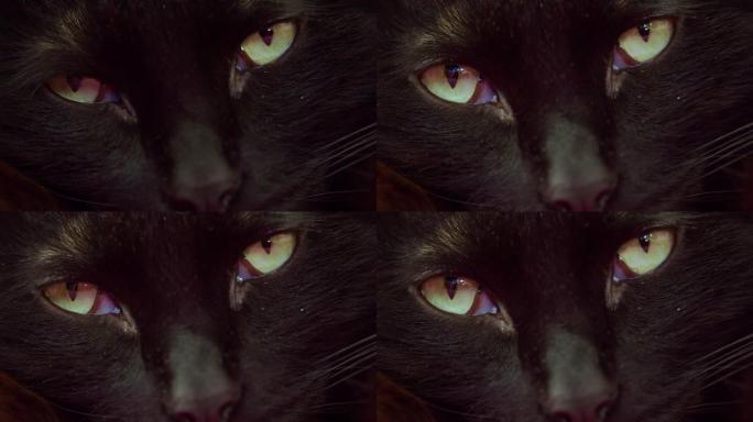 一只黑猫的眼睛特写了。他睁开眼睛，仔细地看着