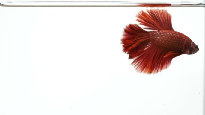 暹罗斗鱼斗鱼华丽的水族馆美丽的尾巴和鱼鳍，泰国斗鱼或斗鱼红半月。
