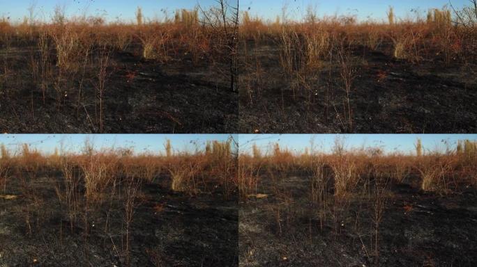 烧焦的草。火灾后焦土的黑色背景。在经历了非常干燥的一段时间和一夜多次雷击之后，一场毁灭性的森林大火的