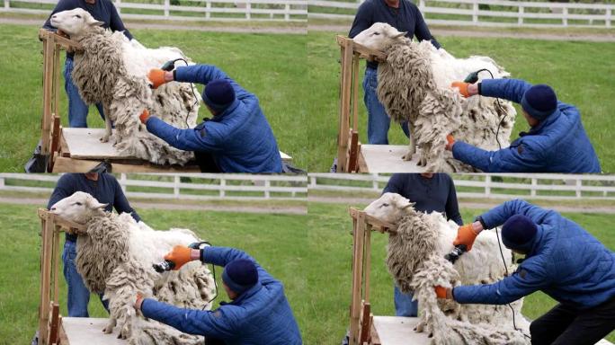 从绵羊身上剪生态羊毛。专业农民在户外用电动理发推子切割绵羊的卷曲羊毛。春季传统剪羊毛。