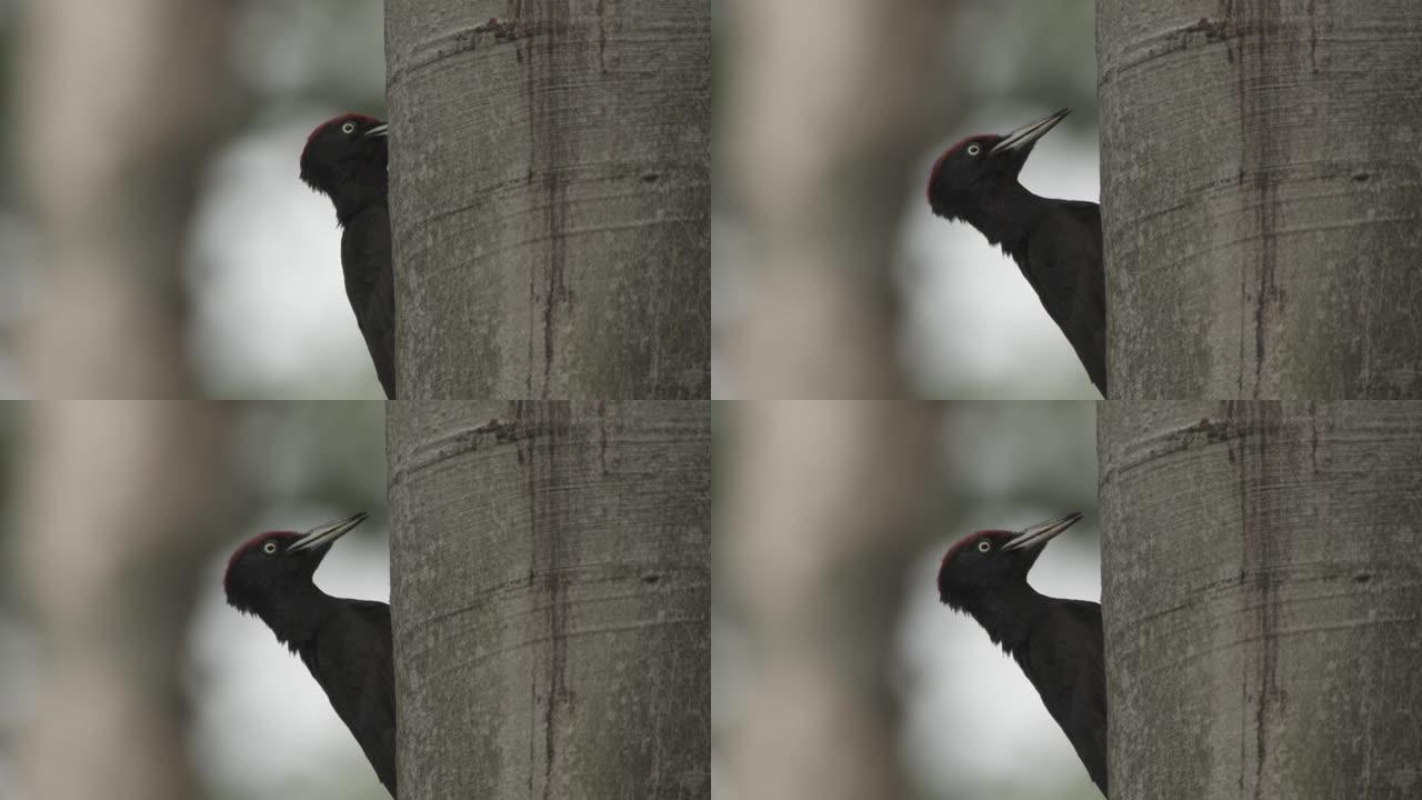 德国森林中的黑啄木鸟