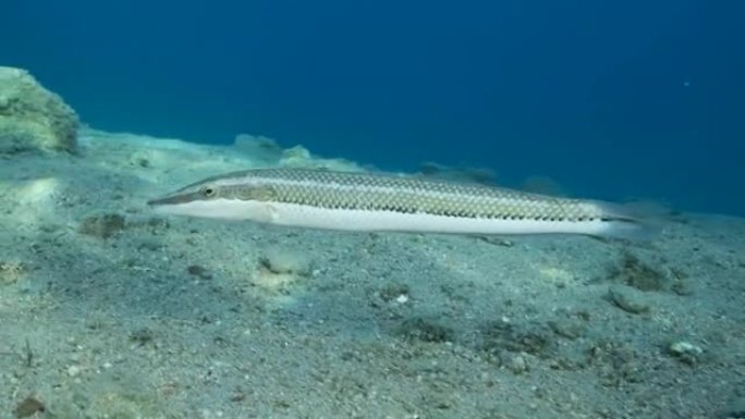 雪茄濑鱼在蓝色水底的沙底上方游泳。雪茄濑鱼 (Cheilio inermis)，特写，4k-60fp