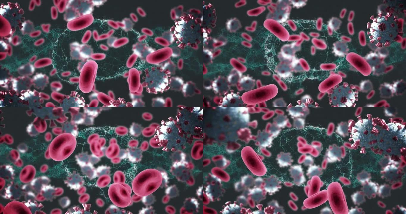 人类大脑旋转的covid 19和红细胞的动画