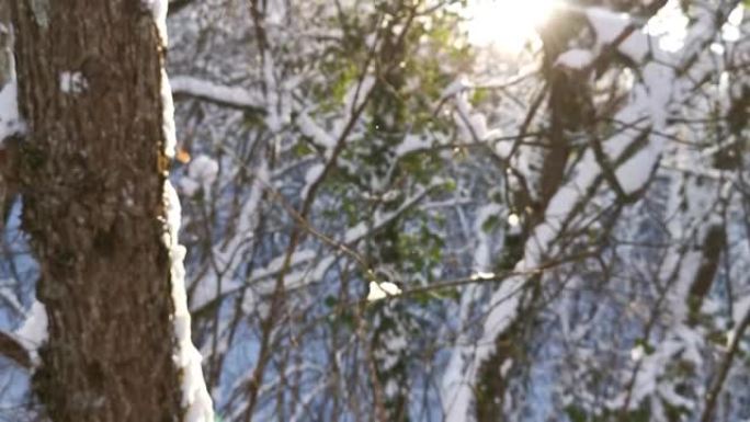 太阳树雪