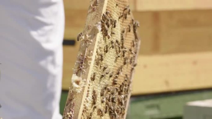 慢动作-养蜂人从蜂箱框架上刮蜡，慢动作特写
