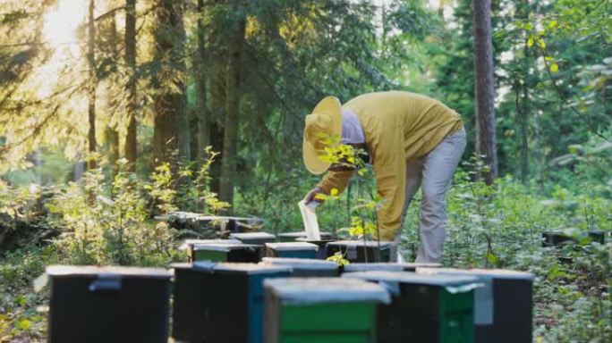 小房子，蜜蜂，蜂箱，森林中的养蜂场，一个男人，防止被黄色西装和头部的网咬伤，检查昆虫的工作效果，蜂蜜