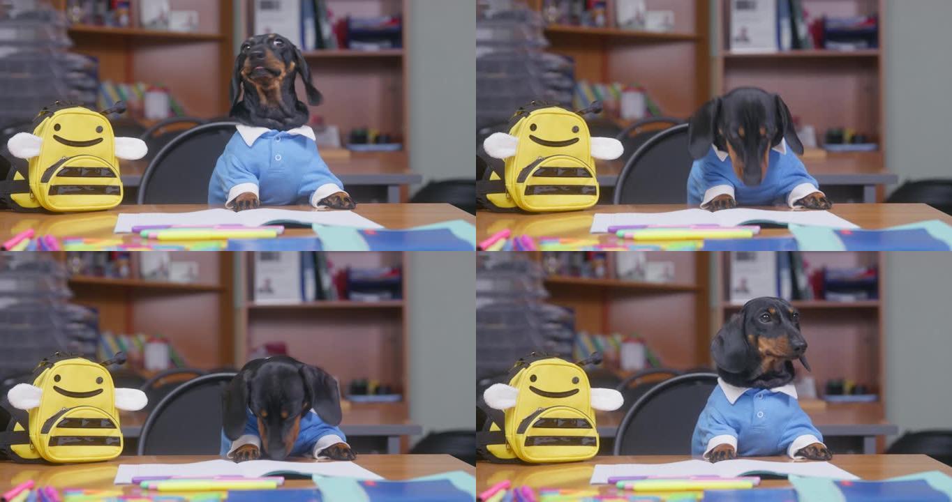 黑色光滑头发的腊肠犬坐在教室的木桌旁吃零食，背包旁边放着蜜蜂印花和课间用品