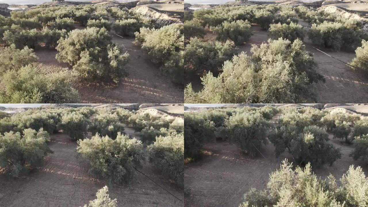 关于橄榄树种植的航拍视频