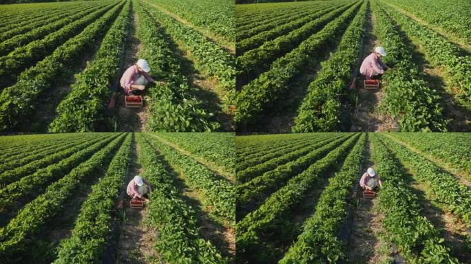农民妇女在田间收获成熟的草莓