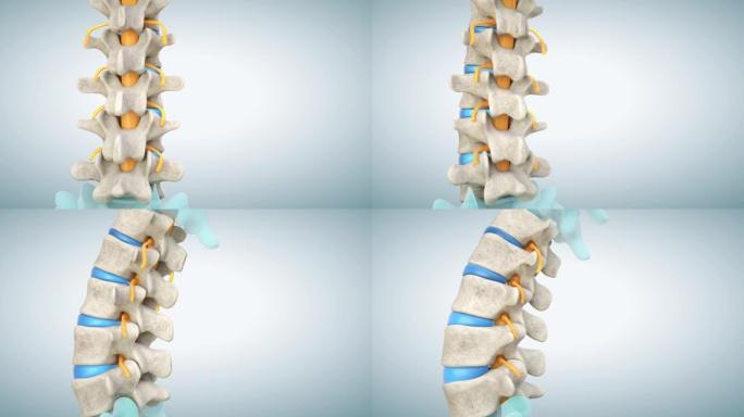 具有正常椎间盘的人体腰椎模型