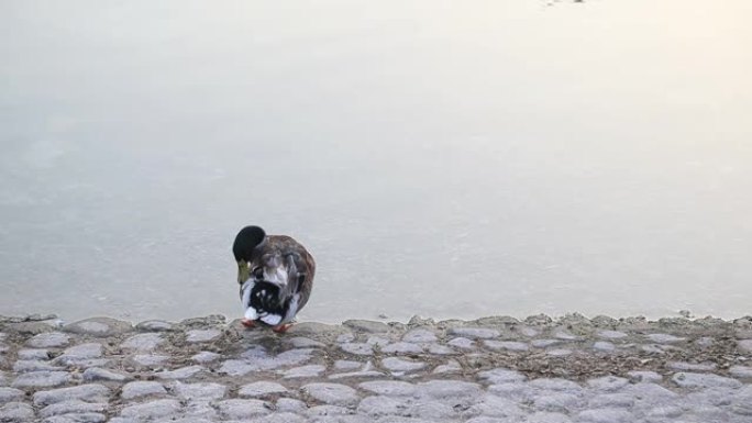 阿联酋阿布扎比的野生动物。鸭子在池塘边清洁自己