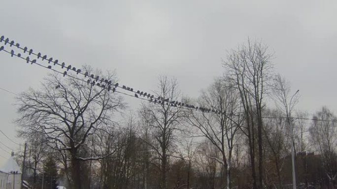 城市中的鸟类