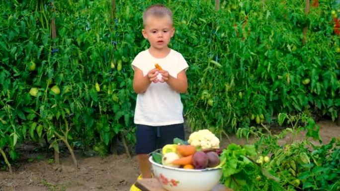 花园里收获蔬菜的孩子。选择性聚焦。食品。