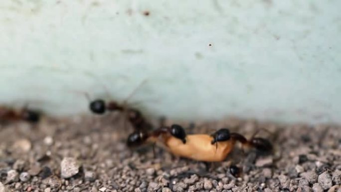 一群蚂蚁被困住了，它们很难一起移动它们的卵，因为它们被恶霸打扰了