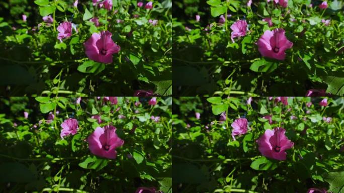 粉红色的风铃或花铃生长在花园的床上，随风摇曳。