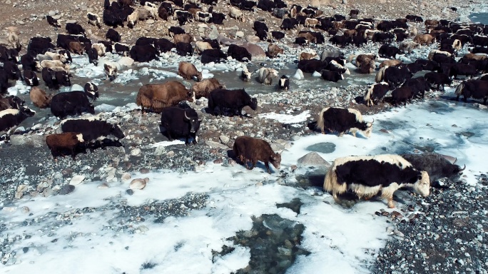 4k帕米尔高原牦牛畜牧业行进中的牦牛