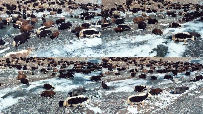 4k帕米尔高原牦牛畜牧业行进中的牦牛