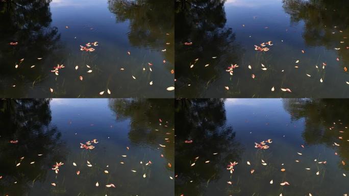 多风的秋日，五颜六色的树叶落到湖上，4k镜头慢动作。