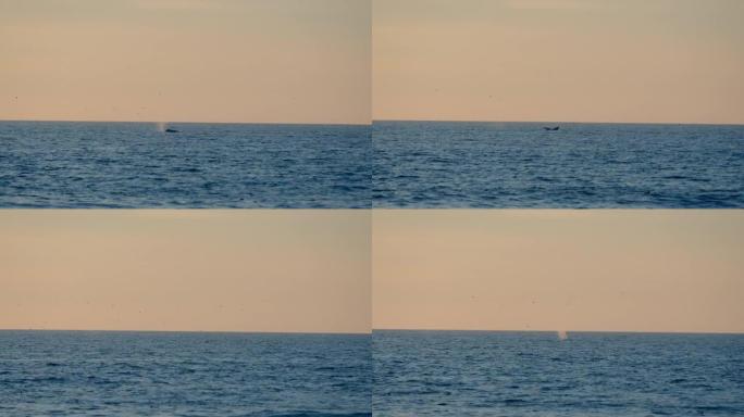 太平洋中的鲸鱼