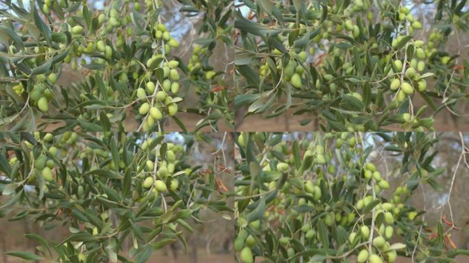 绿橄榄种植园。橄榄树生长在夏季炎热干燥的地区。