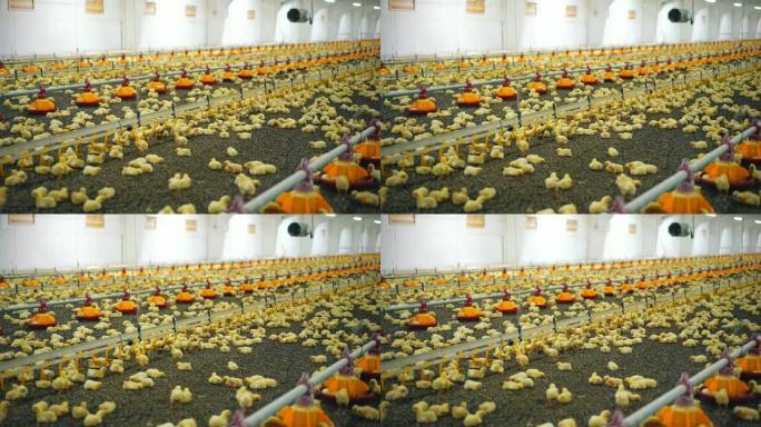 一个有小鸡的家禽农场的现代内部。黄色小鸡从饮料碗和喂食器中觅食。工厂里有很多鸡。