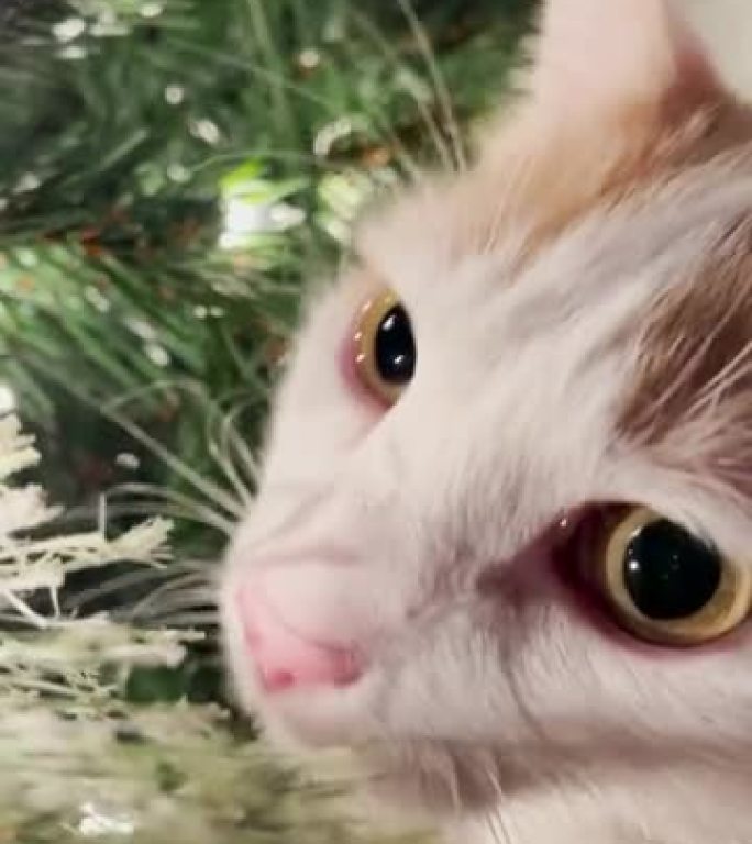 Kitty猫对圣诞树感到活泼
