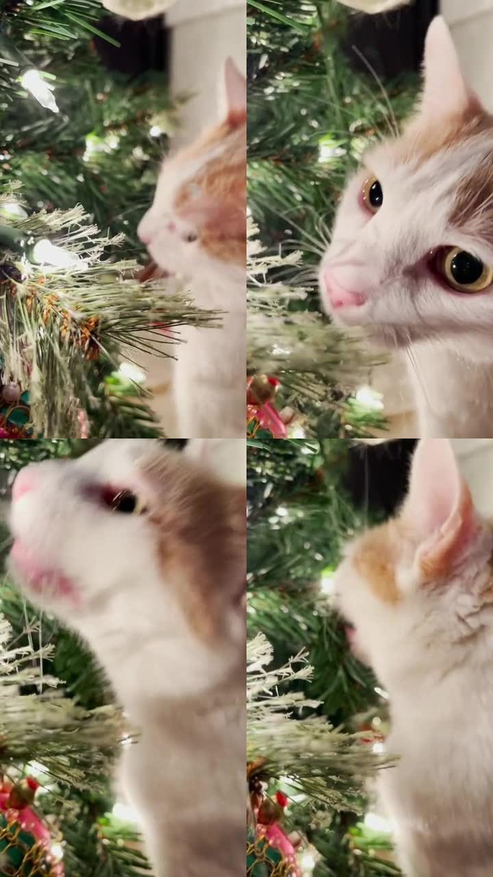 Kitty猫对圣诞树感到活泼