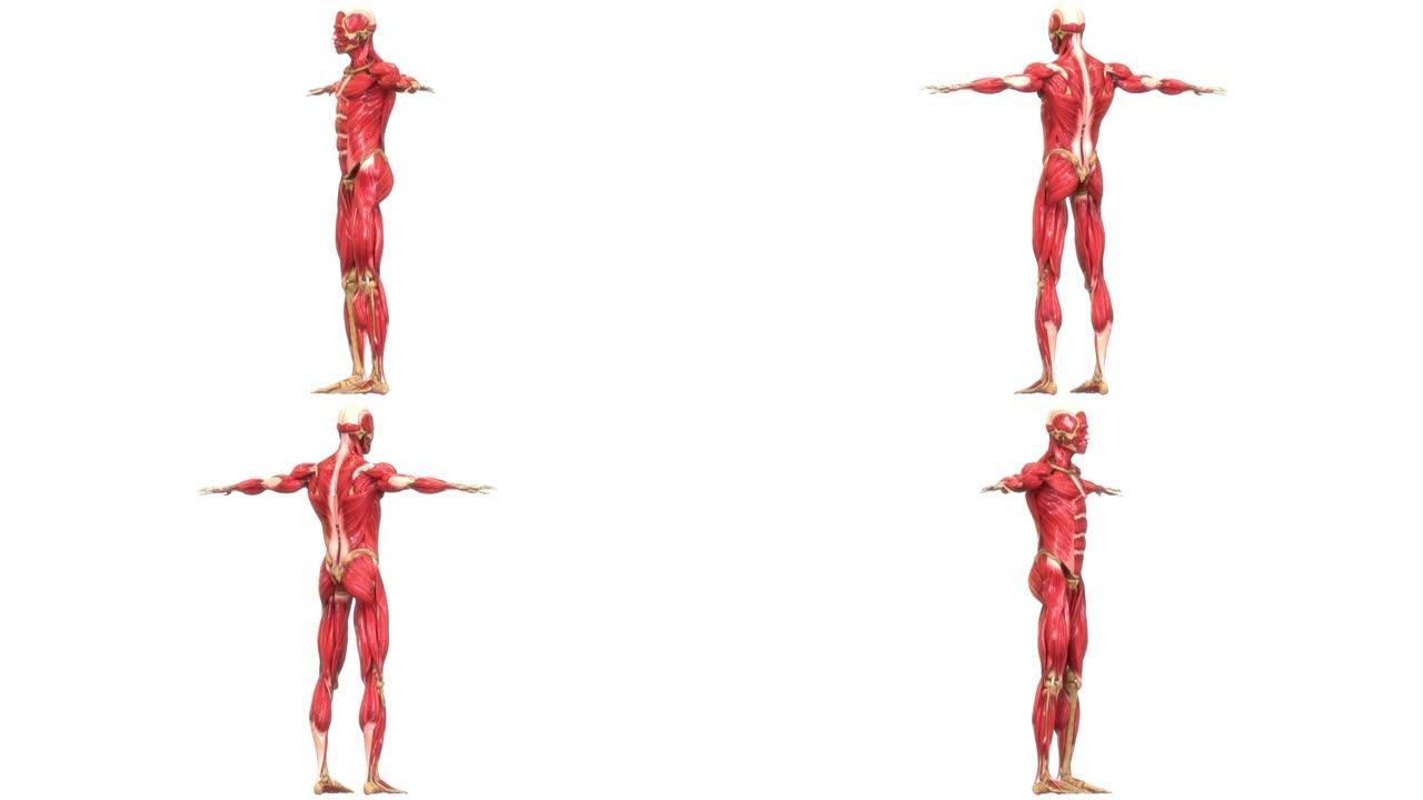 人体肌肉系统肌肉解剖动画概念