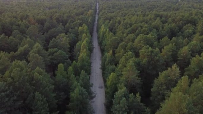 鸟瞰图飞过一条泥泞的森林道路，两边长满茂密的树林。松树林。顶视图。从上方拍摄无人机四直升机鸟瞰视角