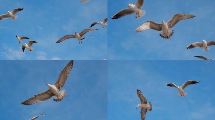 海鸥和信天翁以慢动作和尖叫声在天空中翱翔，蓝天中飞鸟的特写视频，4k 60p