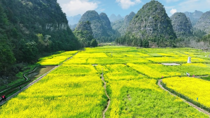 山间油菜花航拍
