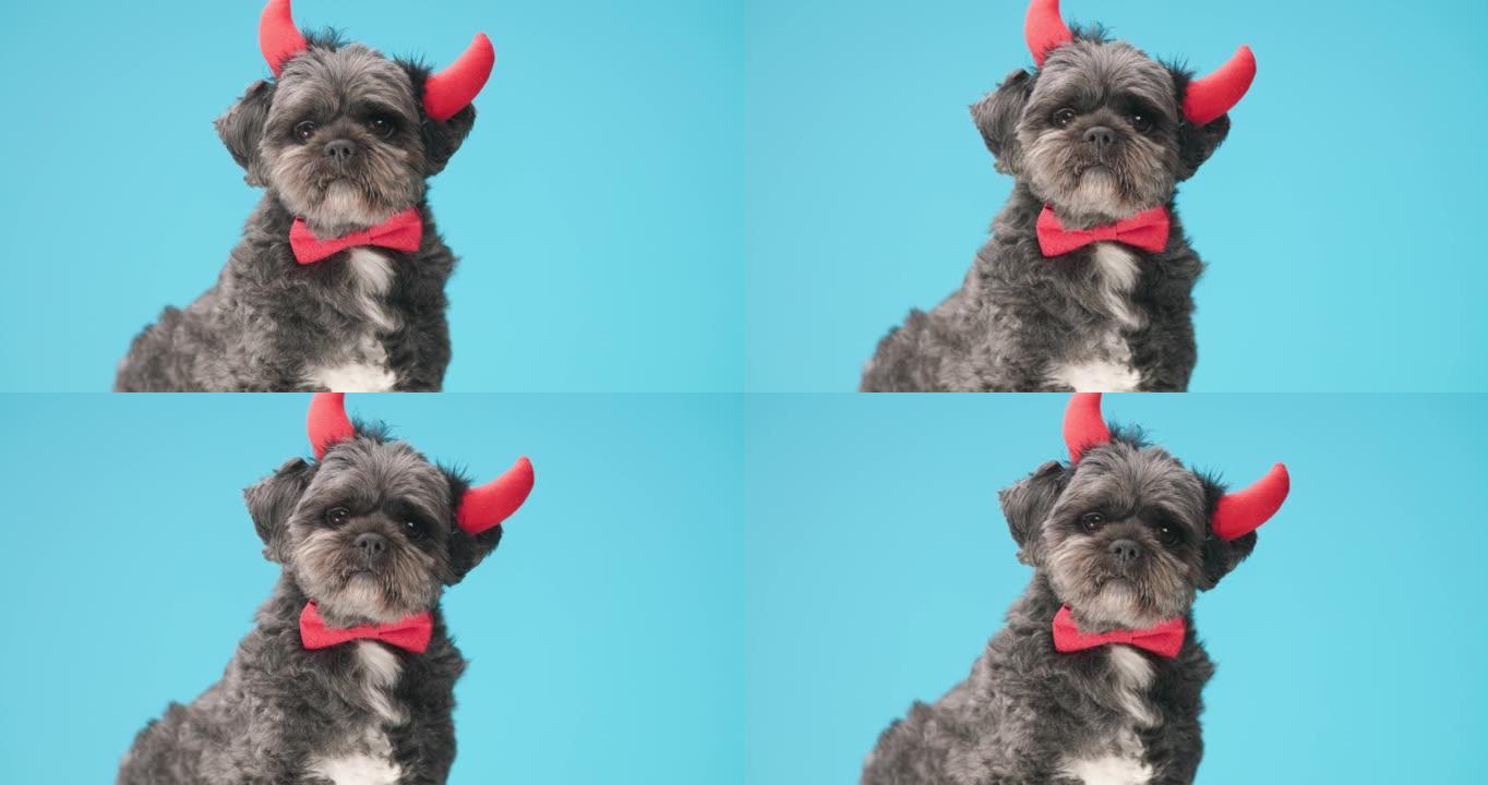 小梅蒂斯狗脖子上戴着红色领结，头上戴着蓝色背景的魔鬼角