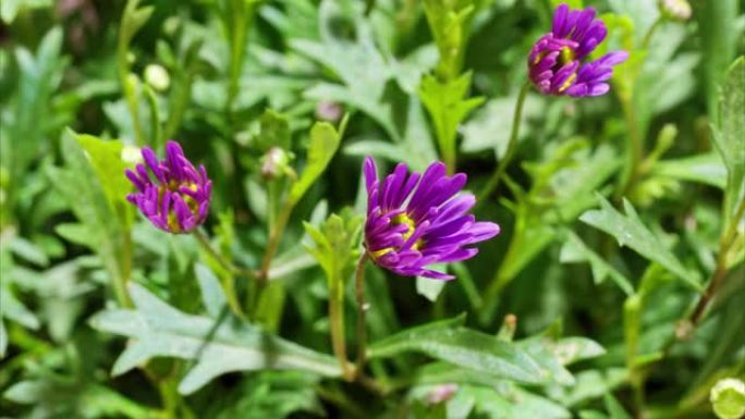 盛开的紫色花朵短枝的延时镜头，从花蕾到花园里的盛开，4k视频b滚动镜头。