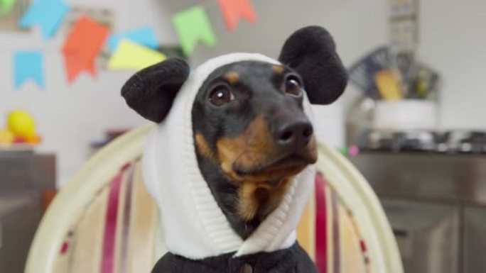 可爱的腊肠狗肖像，穿着有趣的保暖夹克，带熊猫耳朵的兜帽，在为庆祝化妆舞会装饰的房间里吠叫，前视图