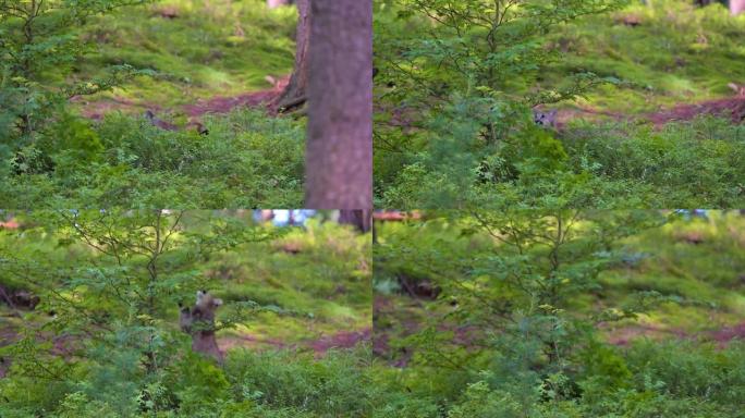 在美国森林中与年轻的美洲狮 (Puma concolor) 相遇。一只很小但非常危险的野兽在树上玩耍