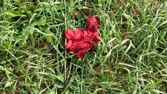 在夏日，一束干枯的玫瑰被扔在你脚下的草地上。过去的爱和激情的象征。地上一束枯萎的玫瑰。干燥无生命的花