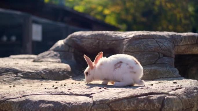 白色和棕色的白色幼兔在户外跳上石头。晚上，有明亮温暖的阳光。