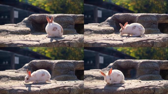 白色和棕色的白色幼兔在户外跳上石头。晚上，有明亮温暖的阳光。