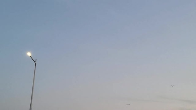 在傍晚的天空中飞行的海鸥