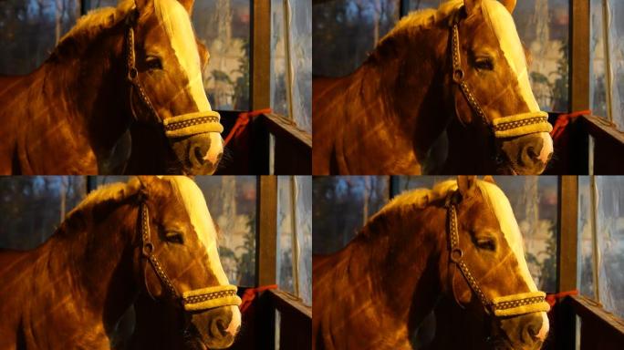 夜晚在马stable中等待的哈夫林格马的肖像