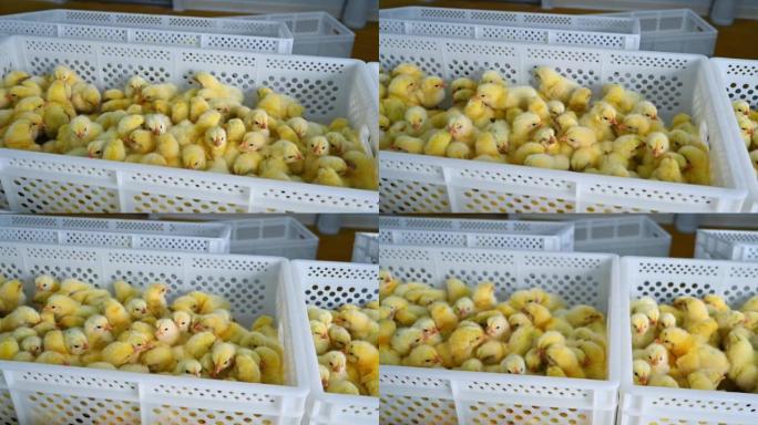 家禽农场盒子里的小鸡。塑料容器里可爱的黄色鸡。鸡厂里蓬松的小鸡。