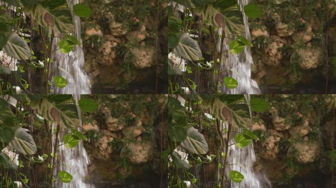 绿色植物和白色兰花之间的小瀑布的特写视图
