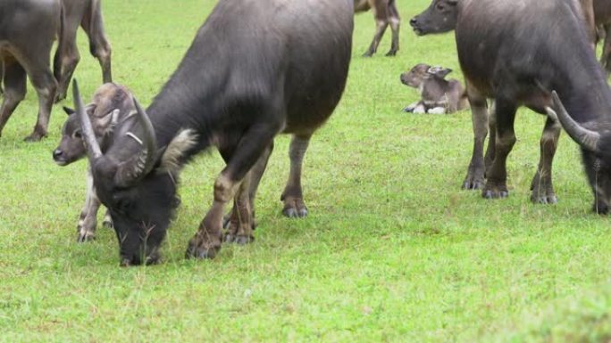 一大群野生水牛。母亲和可爱的新生婴儿。