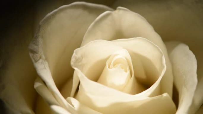 白色玫瑰花蕾微距在黑色背景上缓慢旋转。