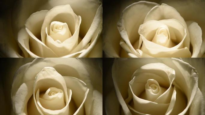 白色玫瑰花蕾微距在黑色背景上缓慢旋转。