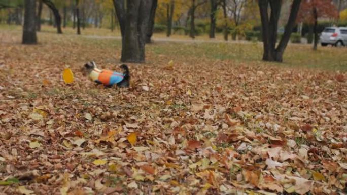 穿着彩色连身裤的约克夏犬紧贴着黄色的飞盘，不放手与女主人玩耍。在秋天的公园里和一只狗玩。